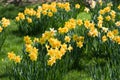 Daffodils