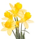 Daffodils Royalty Free Stock Photo