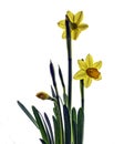 Daffodils