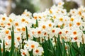 Daffodils Royalty Free Stock Photo