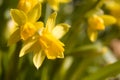 Daffodils