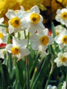 Daffodils Royalty Free Stock Photo