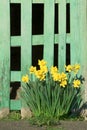 Daffodils