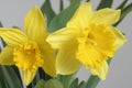 Daffodils