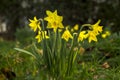 Daffodils Royalty Free Stock Photo