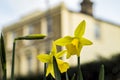 Daffodils Royalty Free Stock Photo