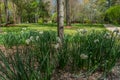 Daffodils around a tree closeup