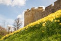 Daffodils on the bar walls in York Royalty Free Stock Photo