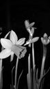 Daffodils - a beautiful reminder of the near spring. Black and white photo Royalty Free Stock Photo