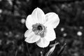 Daffodils in a black and white meadow at Easter time. Flowers glow. Early bloomers Royalty Free Stock Photo