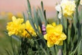 Daffodils in Bloom Royalty Free Stock Photo