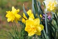 Daffodils in Bloom