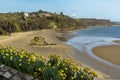 Daffodils in bloom in front of the view of Tenby bay, Wales at low tide