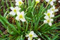 daffodils bloom in the garden in early spring Royalty Free Stock Photo