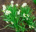 daffodils bloom in the garden in early spring Royalty Free Stock Photo