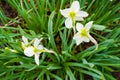 daffodils bloom in the garden in early spring Royalty Free Stock Photo