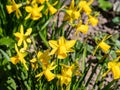 Daffodils bloom in the garden in spring Royalty Free Stock Photo