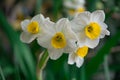 Daffodils bloom in the spring Royalty Free Stock Photo