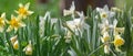 Daffodils bloom in the spring park Royalty Free Stock Photo