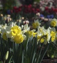 Daffodils In Bloom