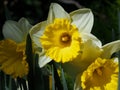 Daffodils In Bloom