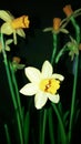 Daffodils that bloomed in the last month of winter Royalty Free Stock Photo