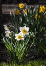 Daffodils blooming in the garden Royalty Free Stock Photo