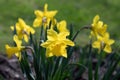 Daffodils blooming in the garden Royalty Free Stock Photo