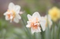 Daffodils blooming in the garden Royalty Free Stock Photo