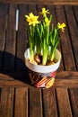 Daffodils blooming in a pot