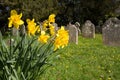 Daffodils blooming