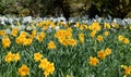 Daffodils blooming, white and yellow spring flowers in the garden Royalty Free Stock Photo