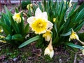 Daffodils are blooming yellow, so yellow that mom is incorrigible Royalty Free Stock Photo