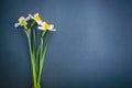 Daffodils on on a blue grey background Royalty Free Stock Photo