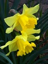 Daffodils both single trumpet varieties in a Burnley Garden