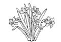 Daffodils Bouquet of flowers . Black and white image.