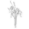 Daffodils bouquet, plant on stem and bunch of flowers. Black outline hand drawn sketch of narcissus on white.