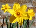 Daffodils