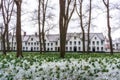 Daffodils in the Bruges Beguinage Royalty Free Stock Photo