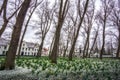 Daffodils in the Bruges Beguinage Royalty Free Stock Photo