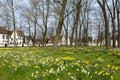 Daffodils in Bruges beguinage Royalty Free Stock Photo