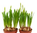 Daffodils buds isolated white pots two spring