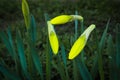 Daffodils buds in sunshine in springtime, easter yellow flowers covered with raindrops in green spring meadow on dark bokeh Royalty Free Stock Photo