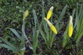 Daffodils buds in sunshine in springtime, easter yellow flowers covered with raindrops in green spring meadow on dark bokeh Royalty Free Stock Photo