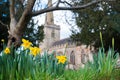 Daffodils in churchyard Royalty Free Stock Photo