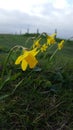 Daffodils on clifftop