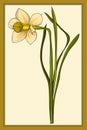 Daffodils, colored vector images. Hand drawn illustration