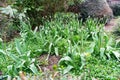 Daffodils in the countryside in the UK