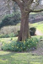 Daffodils Crocuses under a tree