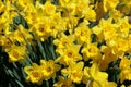 Daffodils Royalty Free Stock Photo